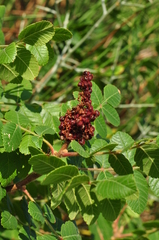 Rhus coriaria