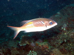 Scolopsis xenochrous