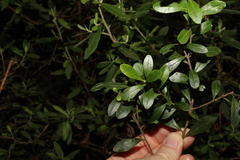 Leionema elatius beckleri