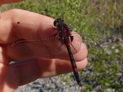 Leucorrhinia rubicunda