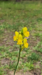 Linaria spartea