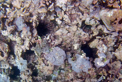 Echinometra vanbrunti