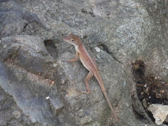 Anolis grahami