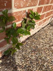 Ficus montana