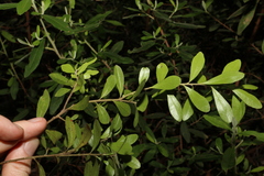 Leionema elatius beckleri