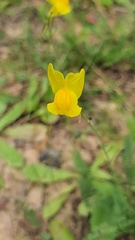 Linaria spartea