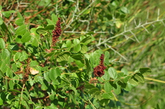Rhus coriaria