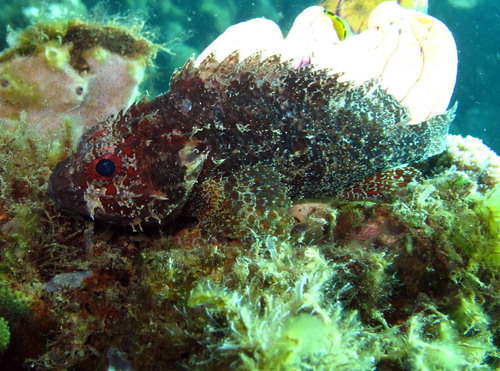 Blotchfin scorpionfish (Scorpaenodes varipinnis) — Scorpaenidae