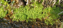 Callitriche terrestris