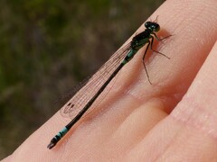 Coenagrion armatum