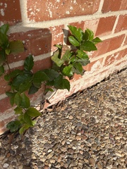 Ficus montana