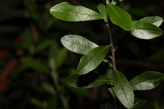 Leionema elatius beckleri