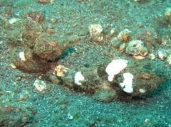 Scorpaenopsis macrochir