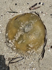 Catostylus