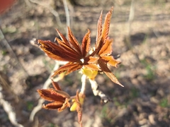 Aesculus pavia
