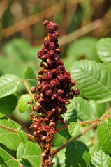 Rhus coriaria