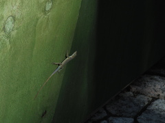 Anolis grahami