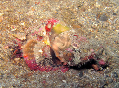 Scorpaenopsis macrochir