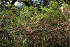 Leionema elatius beckleri