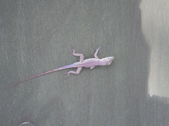 Anolis grahami