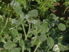 Heliotropium supinum