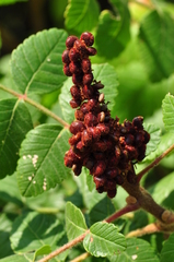 Rhus coriaria