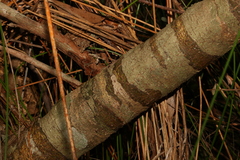 Leionema elatius beckleri