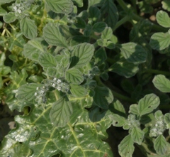 Heliotropium supinum