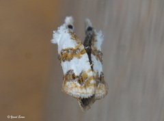 Phtheochroa purana