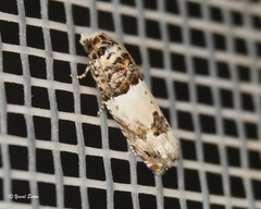 Epinotia thapsiana