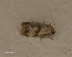 Phalonidia contractana