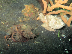 Scorpaenopsis macrochir