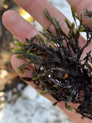 Fissidens grandifrons