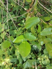 Lardizabala biternata