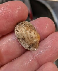 Ruditapes philippinarum