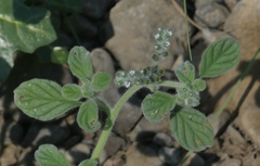 Heliotropium supinum