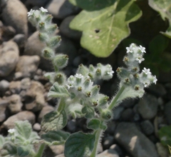 Heliotropium supinum