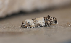 Epinotia thapsiana