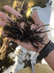 Fissidens grandifrons