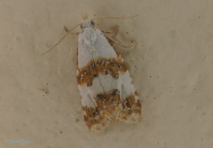Phtheochroa purana