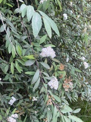 Spiraea cantoniensis