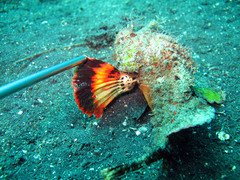 Scorpaenopsis macrochir