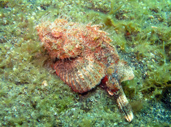 Scorpaenopsis macrochir