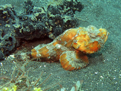Scorpaenopsis macrochir