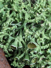 Hypogymnia imshaugii