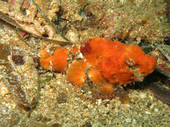 Scorpaenopsis macrochir