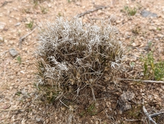 Dasyochloa pulchella