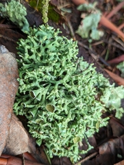 Hypogymnia imshaugii