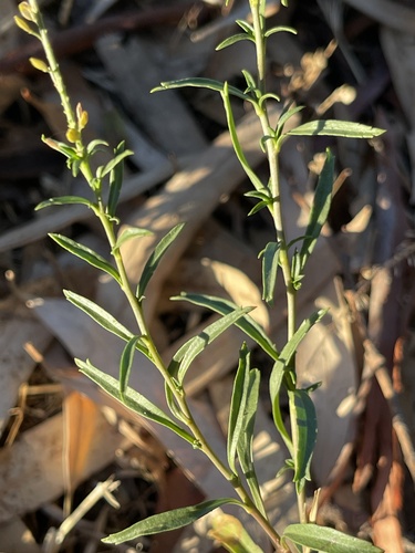 Lepidium africanum