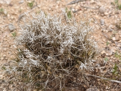 Dasyochloa pulchella
